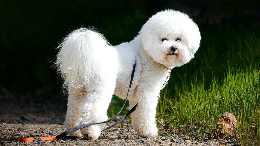 比熊犬智商高嗎-迷你比熊犬-巨型比熊犬特徵-飼養及健康貼士